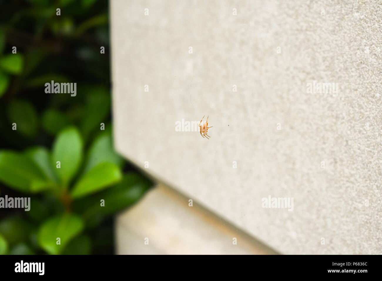 Petite Araignée Orange Close Up Banque D'Images