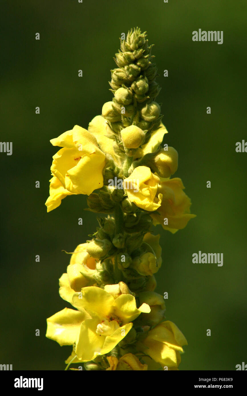 Verbascum densiflorum en fleur Banque D'Images