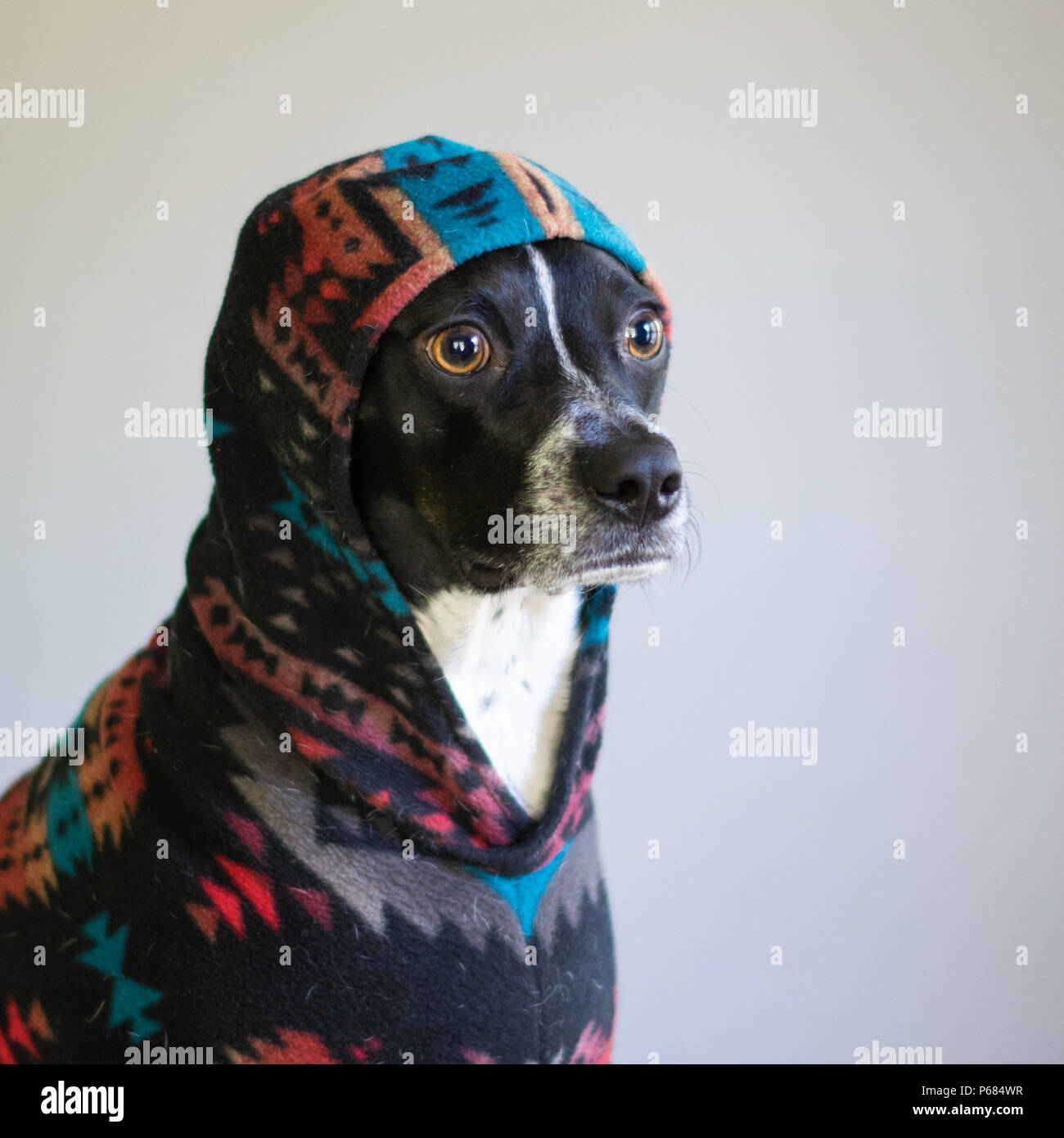 Joli chien avec de grands yeux le port de pull à capuche d'hiver Photo  Stock - Alamy