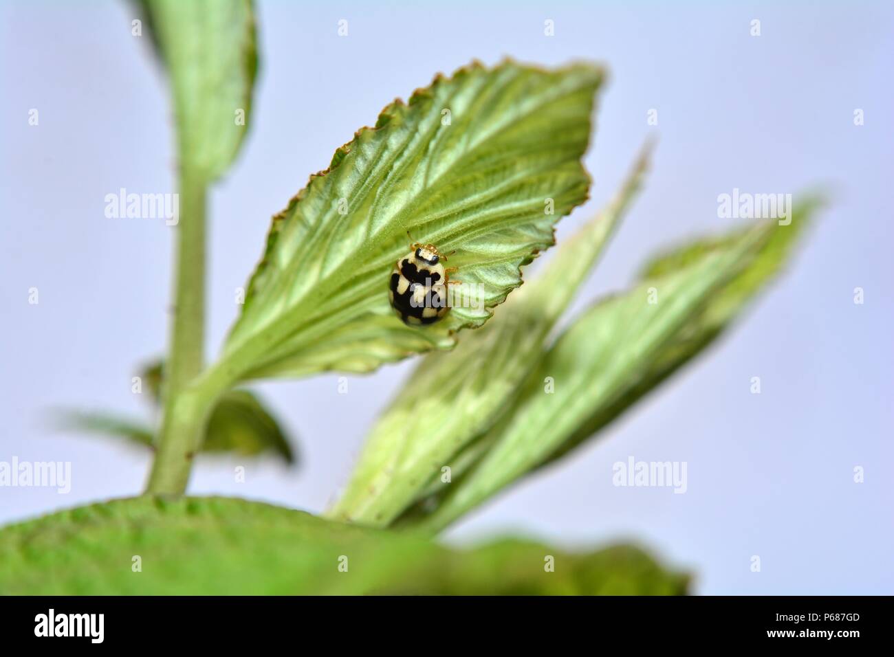 Coccinelle noire et blanche Banque de photographies et d’images à haute — free download