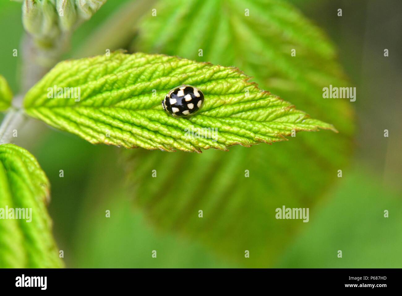 Coccinelle noire et blanche Banque de photographies et d'images à haute  résolution - Alamy