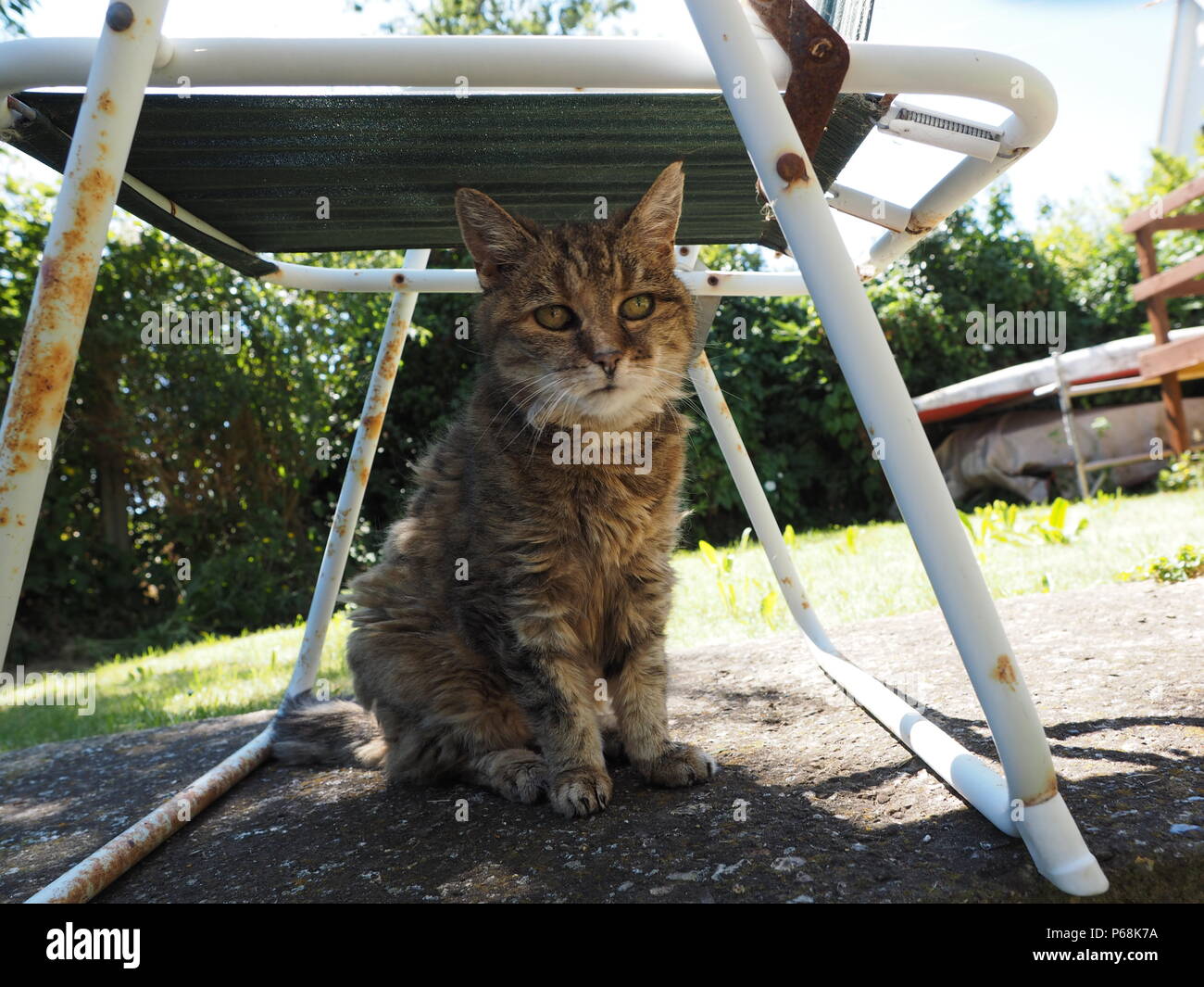 Sheerness, Kent, UK. 29 Juin, 2018. Météo France : un chat cherche l'ombre sous une chaise de l'intense soleil de l'après-midi 3h00 comme la canicule continue à Sheerness, Kent. Credit : James Bell/Alamy Live News Banque D'Images