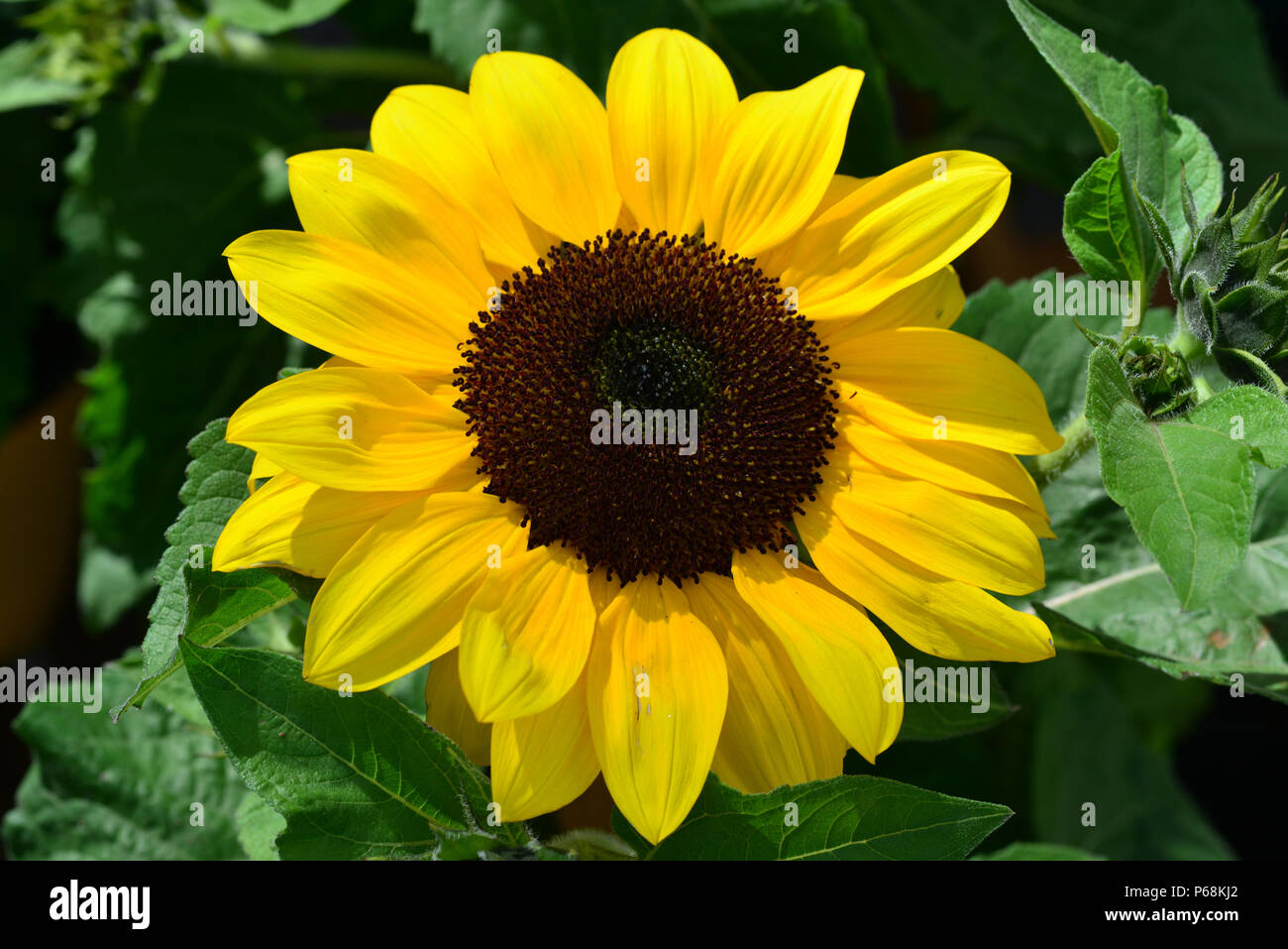 UK - 29 juin-2018 - Aberystwyth, Pays de Galles, Royaume-Uni - l'été lumineux soleil brille sur le tournesol dans un jardin près d'Aberystwyth, Pays de Galles, UK, comme la canicule continue - Aberystwyth, Pays de Galles, UK - John Gilbey/Alamy Live News Banque D'Images