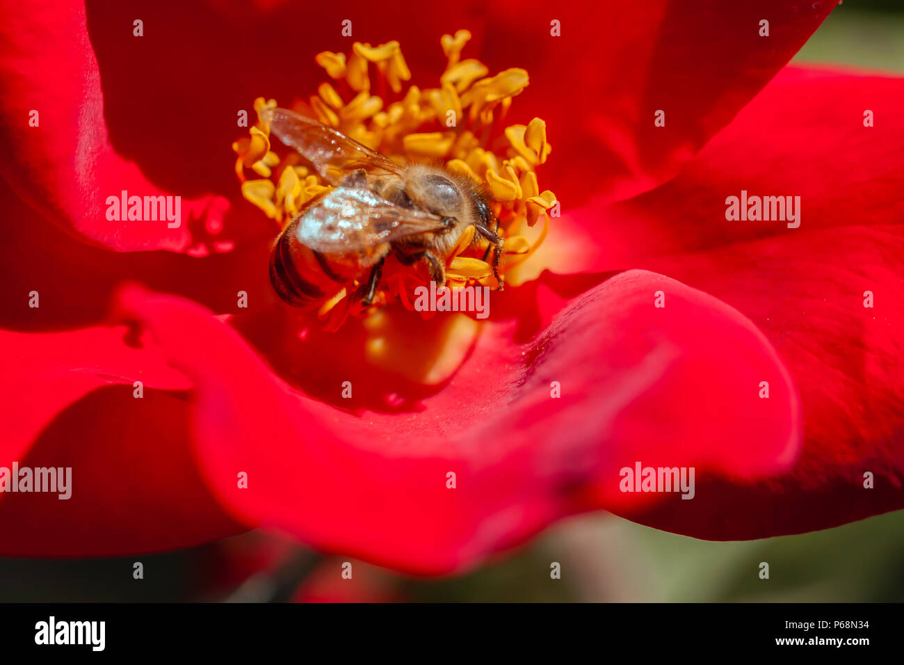 Abeille à miel (Apis mellifera) est à la recherche de nectar sur une course de maison rouge rose, San Jose Municipal Rose Garden, California, United States. Banque D'Images