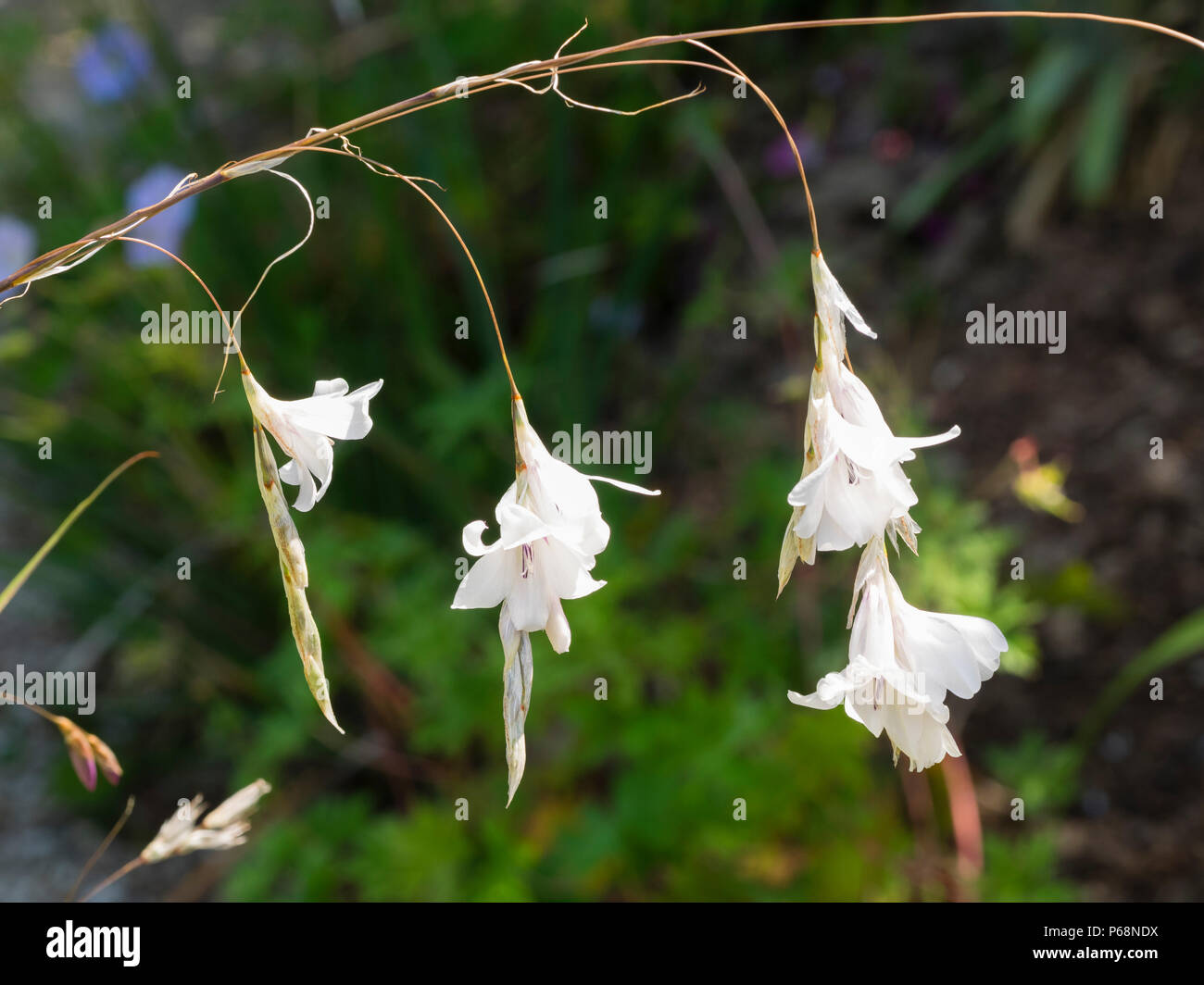 Songe d'une poignée de fleurs de la forme blanche de l'ange de l'Afrique du Sud, canne à pêche Tigridia pulcherrimum 'Guinevere' Banque D'Images