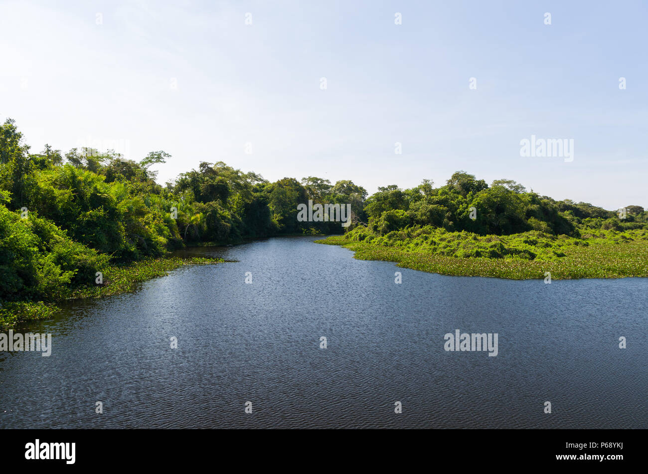 Belle image de la zone humide du Brésil, région riche en faune et flore. Banque D'Images