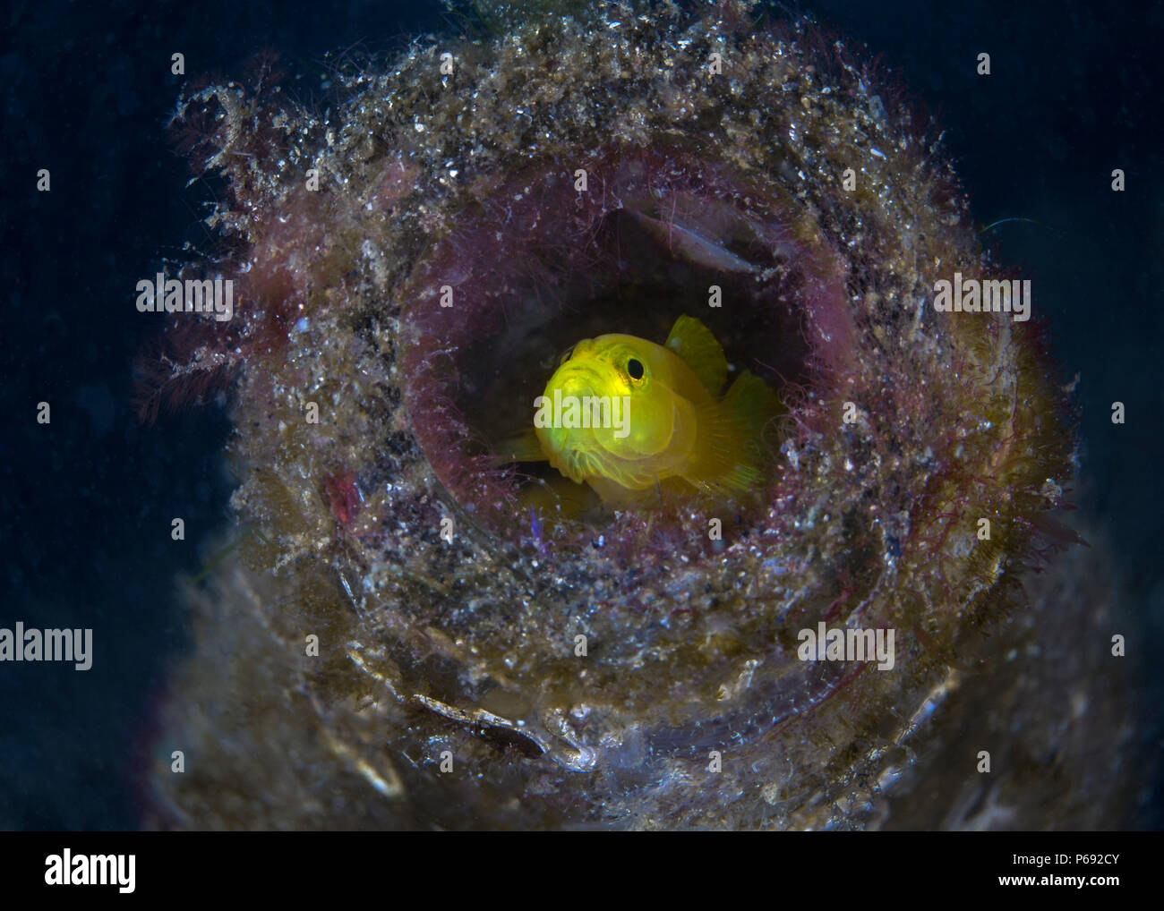 Corail d'or à l'intérieur d'une bouteille en verre au fond de la mer. Détroit de Lembeh (Indonésie). Banque D'Images