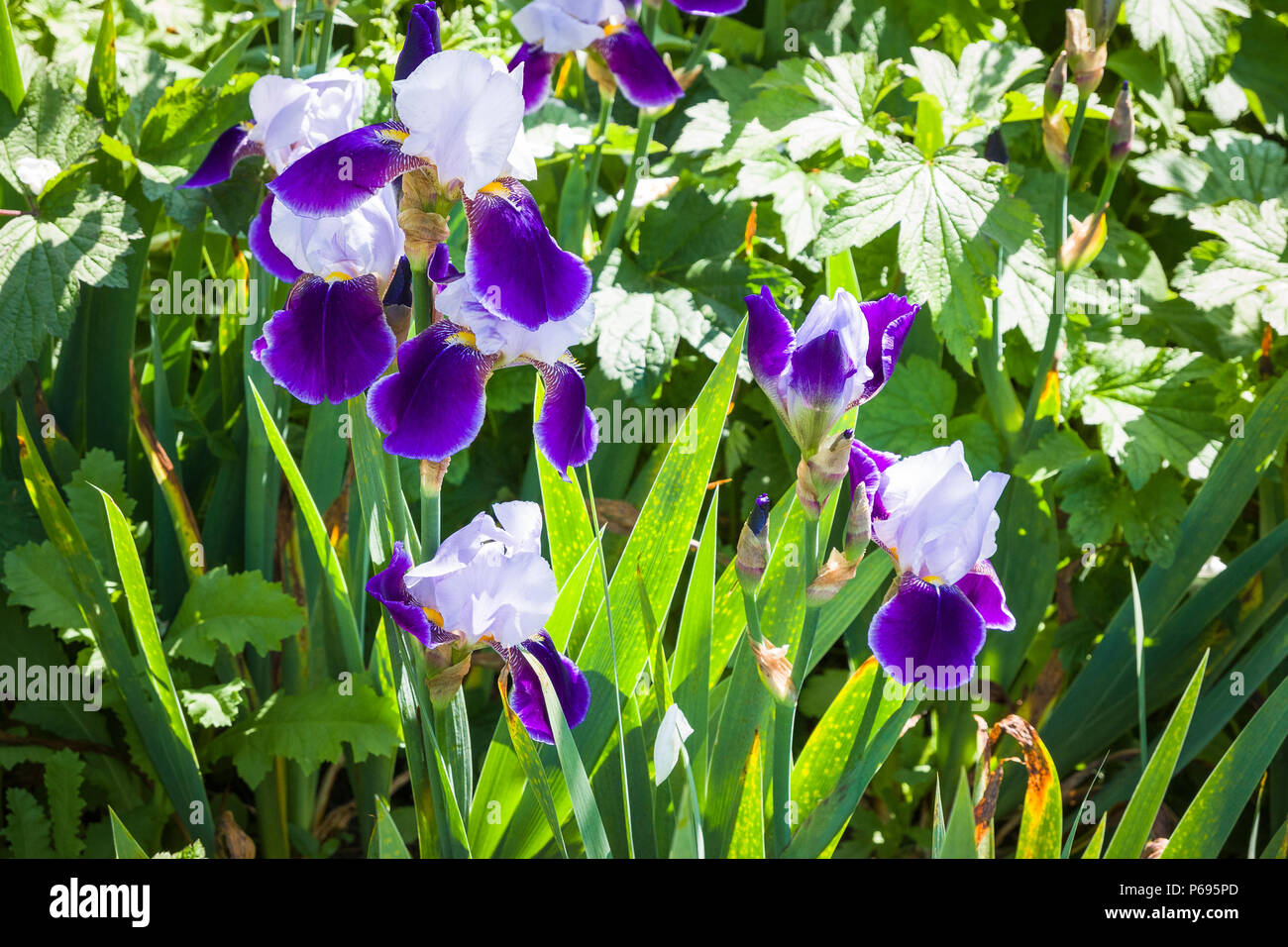 Iris germanica Braithwaite en pleine floraison en juin dans un jardin anglais Banque D'Images