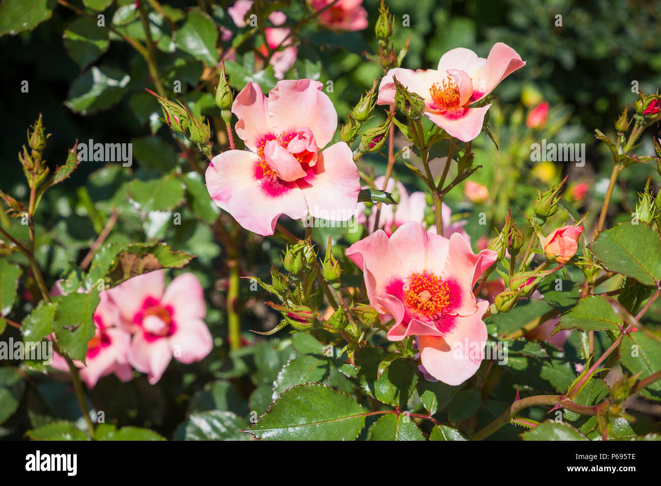 Rosa pour vos yeux seulement la floraison dans un jardin anglais en juin Banque D'Images