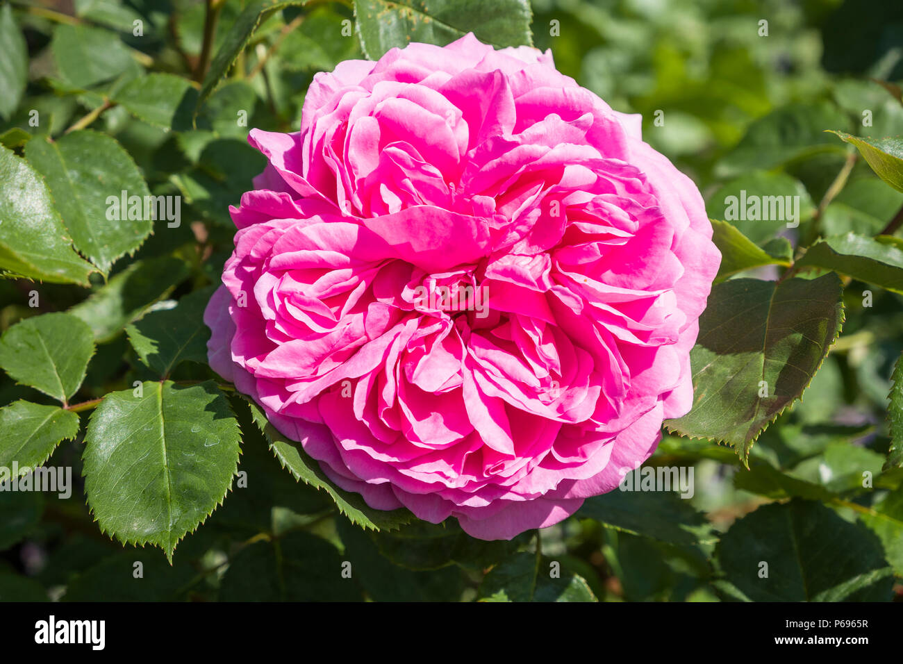 Rosa La Princesse Alexandra de Kent produites par l'obtenteur Anglais David Austin et capture l'essentiel old English rose avec pétales de roses serrées Banque D'Images