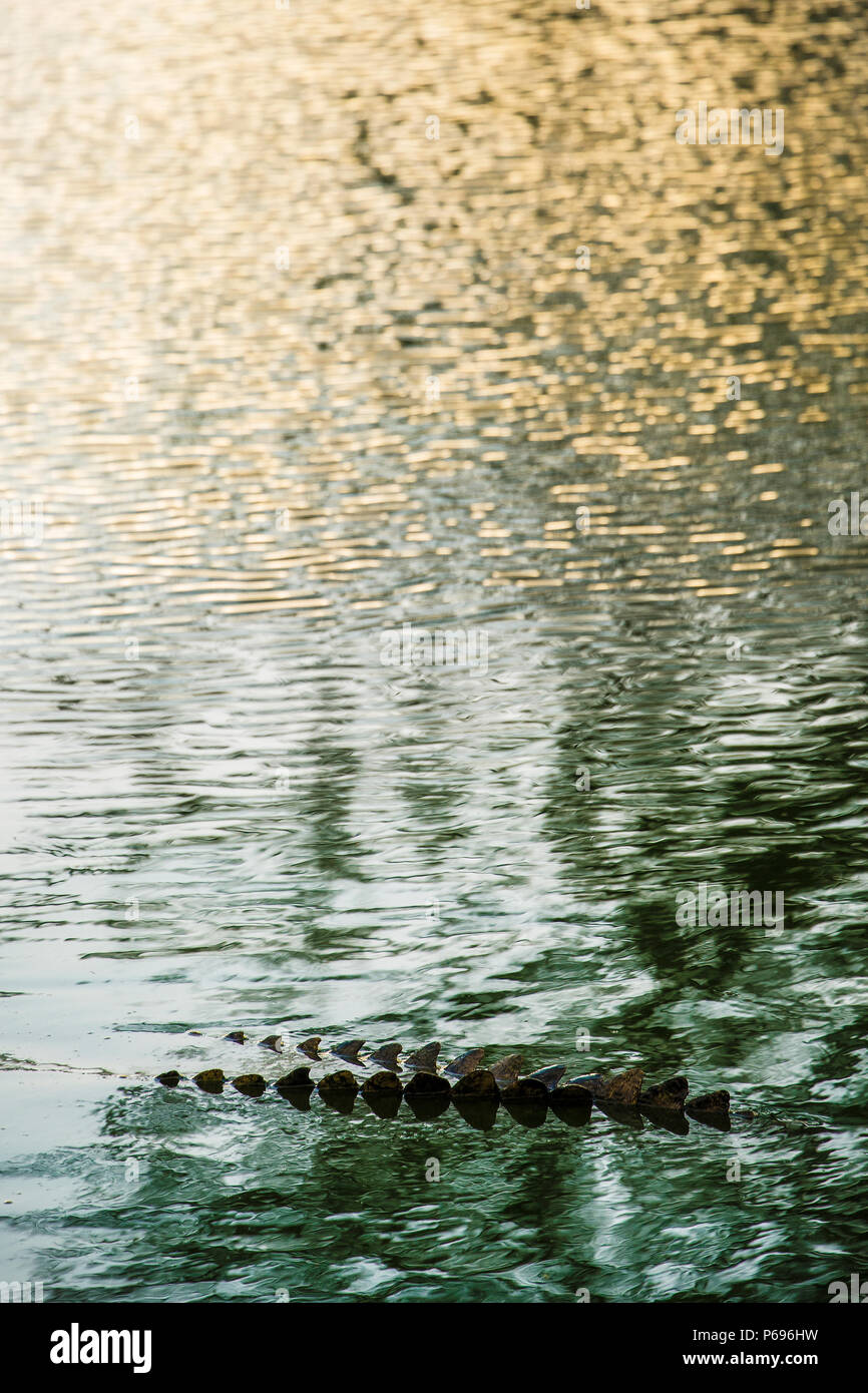 - Le crocodile du Nil Crocodylus niloticus - feu arrière montrant au-dessus de l'eau aux reflets. Portrait. Banque D'Images