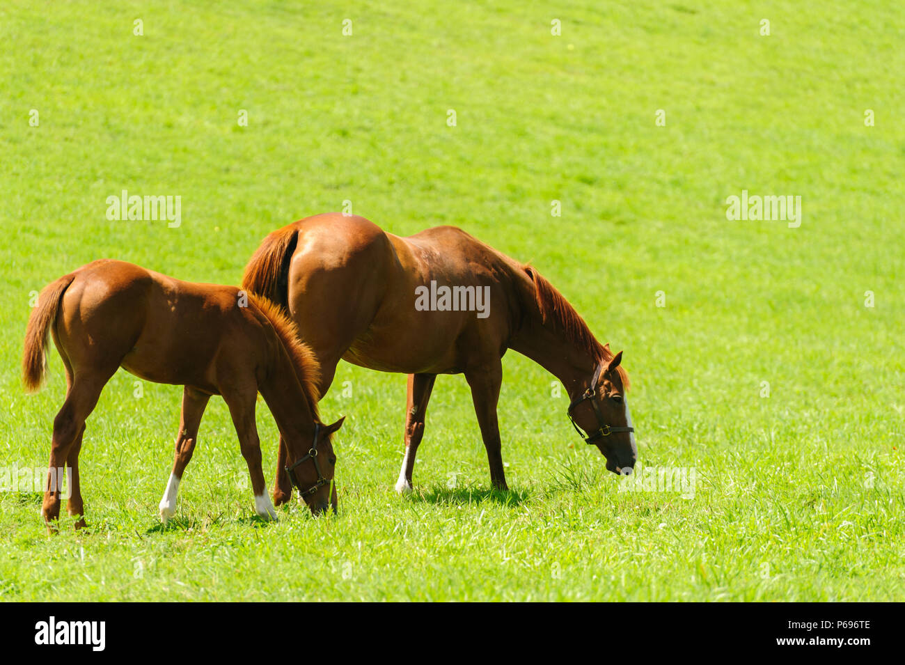 Les chevaux brouter sur une ferme équestre à Lexington Kentucky Banque D'Images