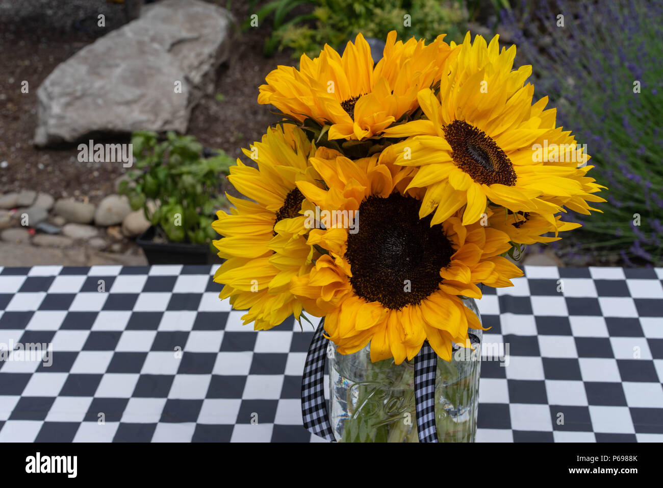 Le tournesol et l'été Banque D'Images