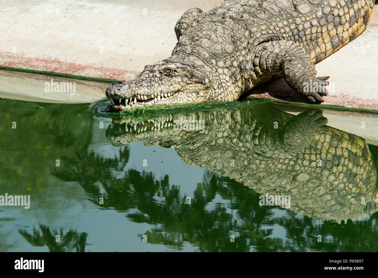 - Le crocodile du Nil Crocodylus niloticus - entrée dans l'eau montrant des réflexions. Banque D'Images