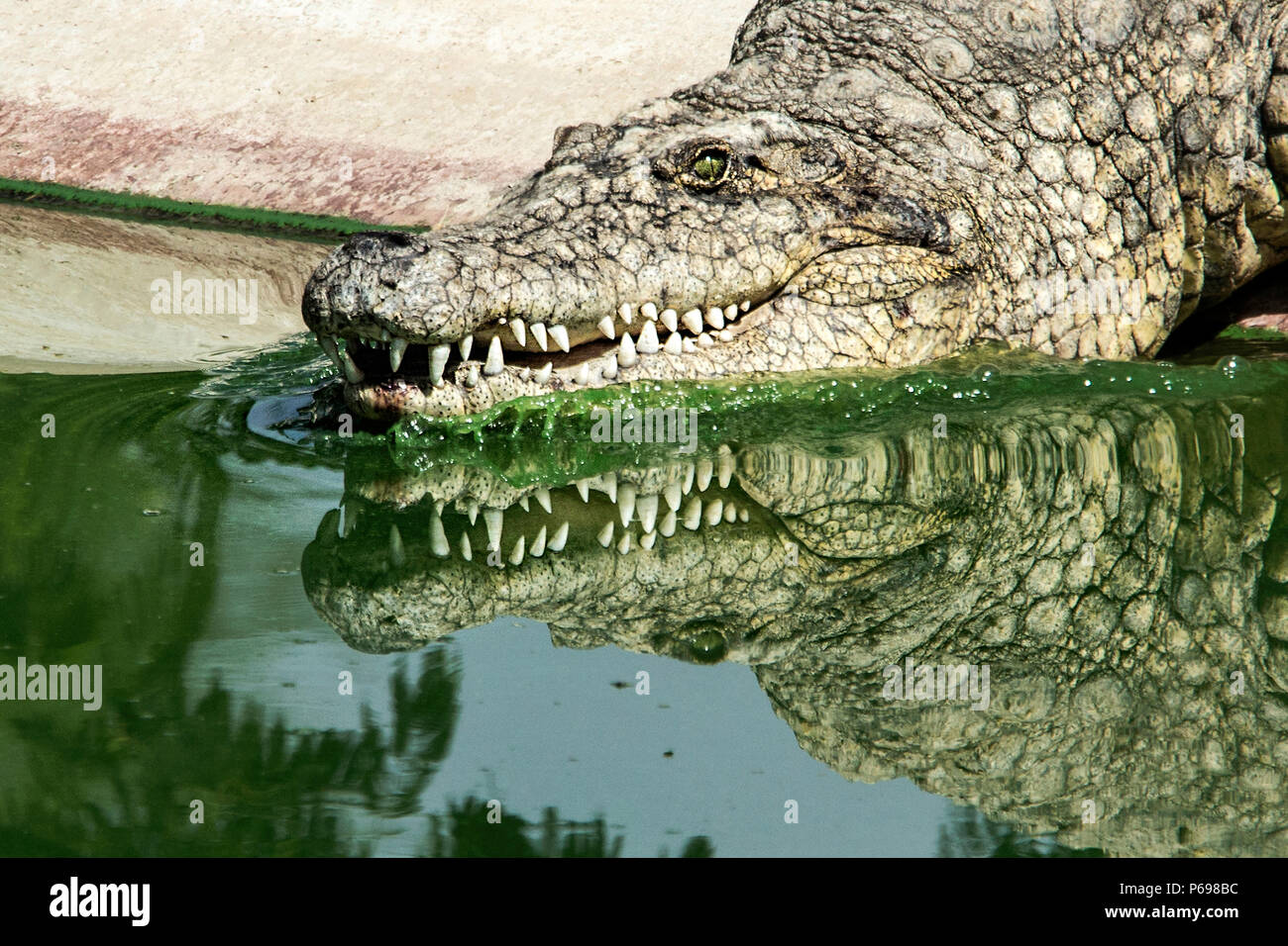 - Le crocodile du Nil Crocodylus niloticus - entrée dans l'eau montrant des réflexions. Banque D'Images