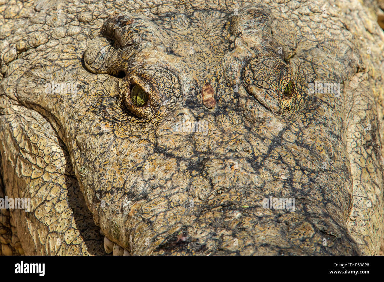 - Le crocodile du Nil Crocodylus niloticus - gros plan montrant les yeux d'en haut. Banque D'Images