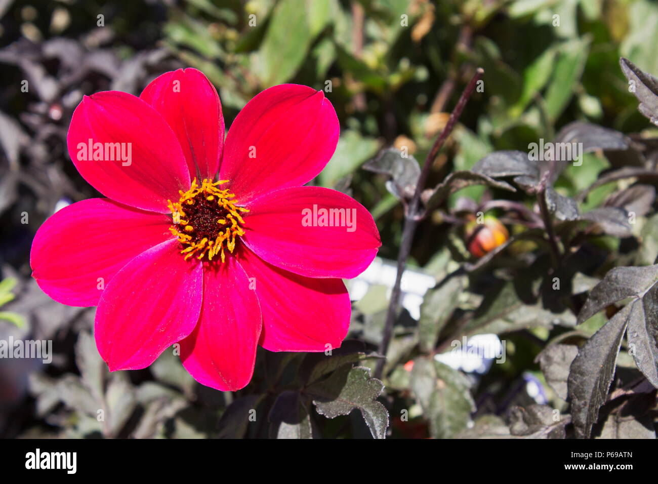 Close up image d'une seule cerise Dahlia fleur allure mystique avec l'exemplaire de l'espace. Banque D'Images