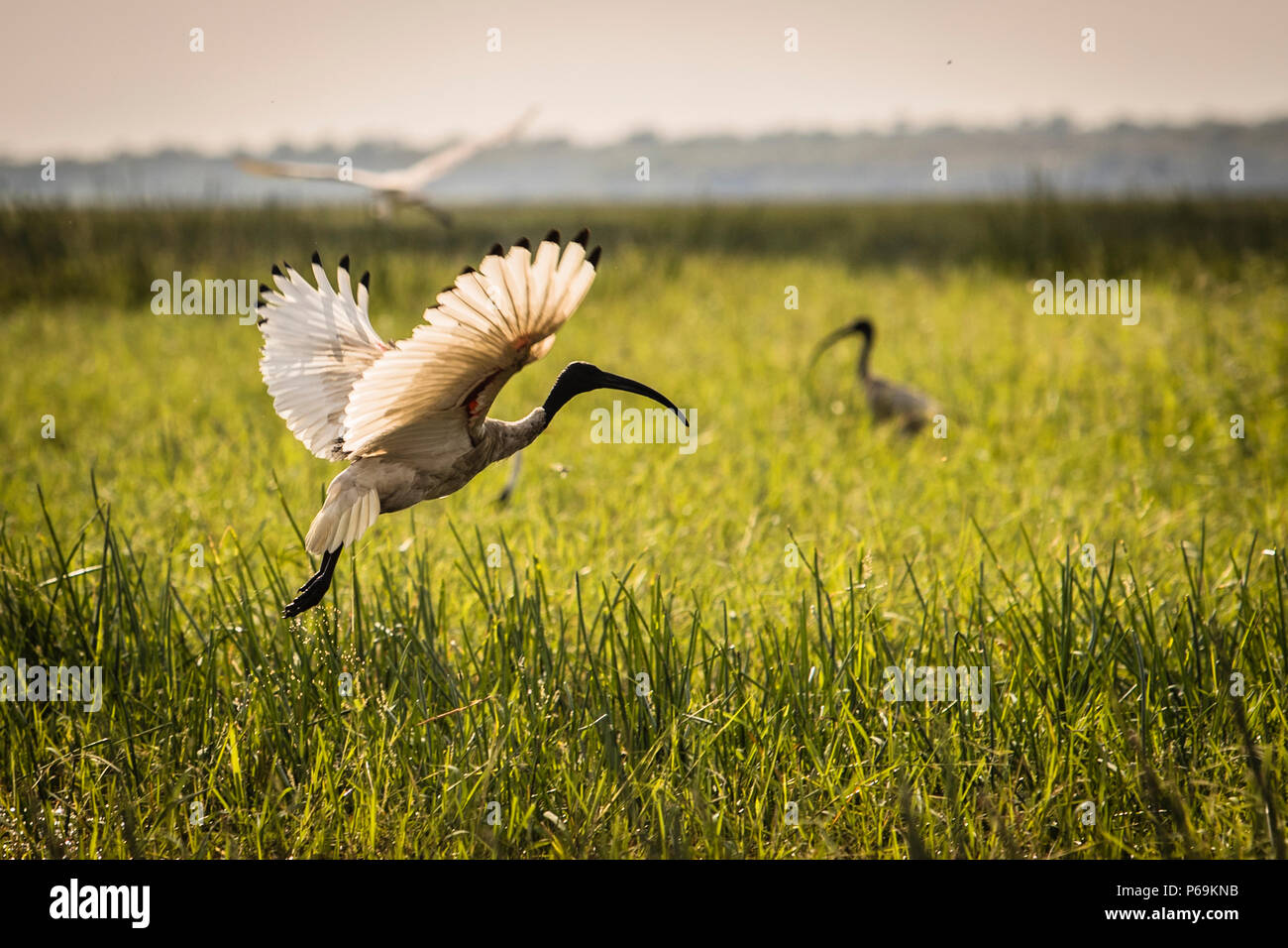 Ibis d'Australie du Nord. L'ibis est facilement reconnu par sa longue et mince facture courbée. Les ailes puissantes et larges permettent un vol rapide Banque D'Images