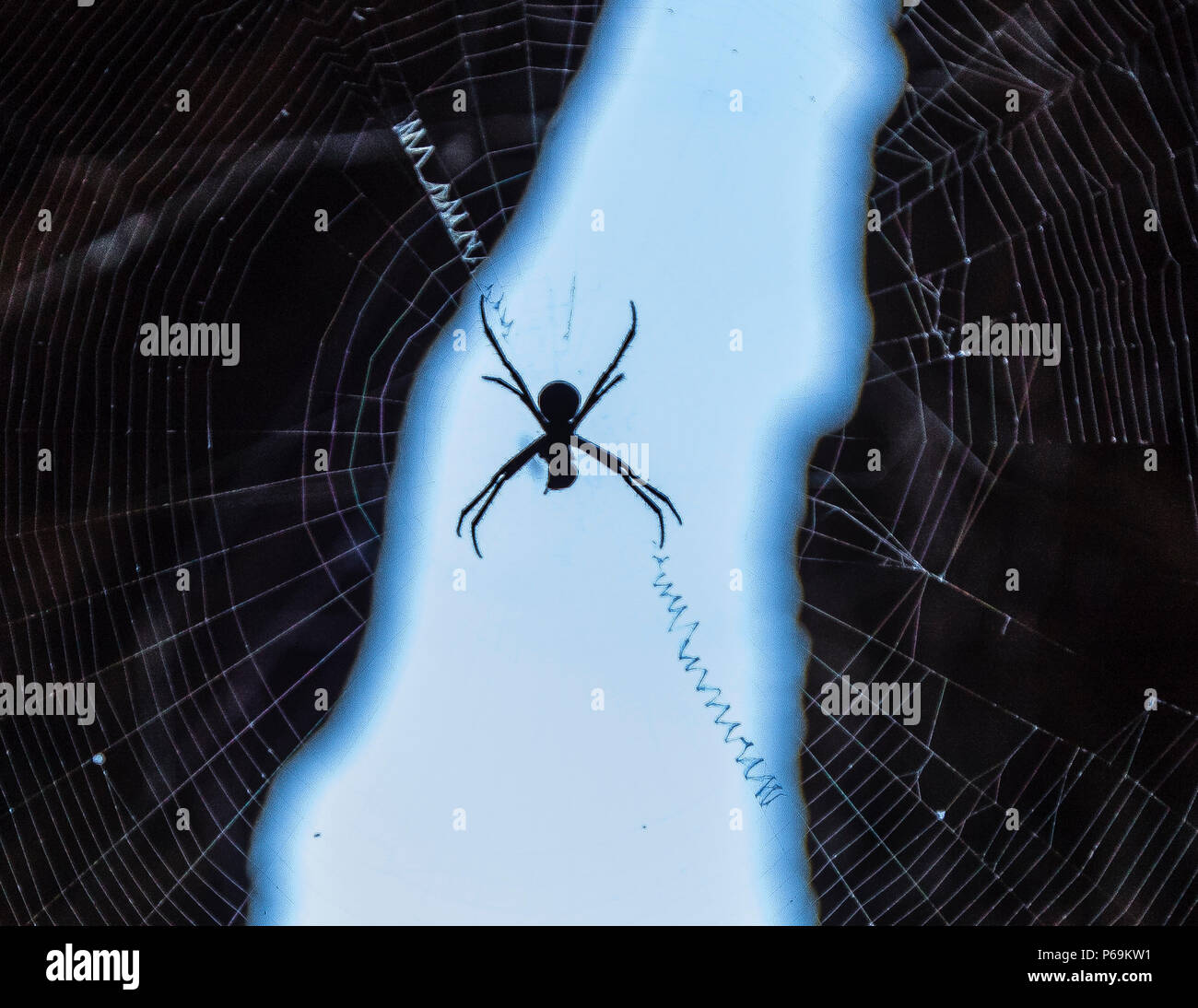 Amdrews Cross Spider dans le nord de l'Australie. L'araignée croisée de St. Andrew a renforcé sa toile avec des fils en spirale Banque D'Images