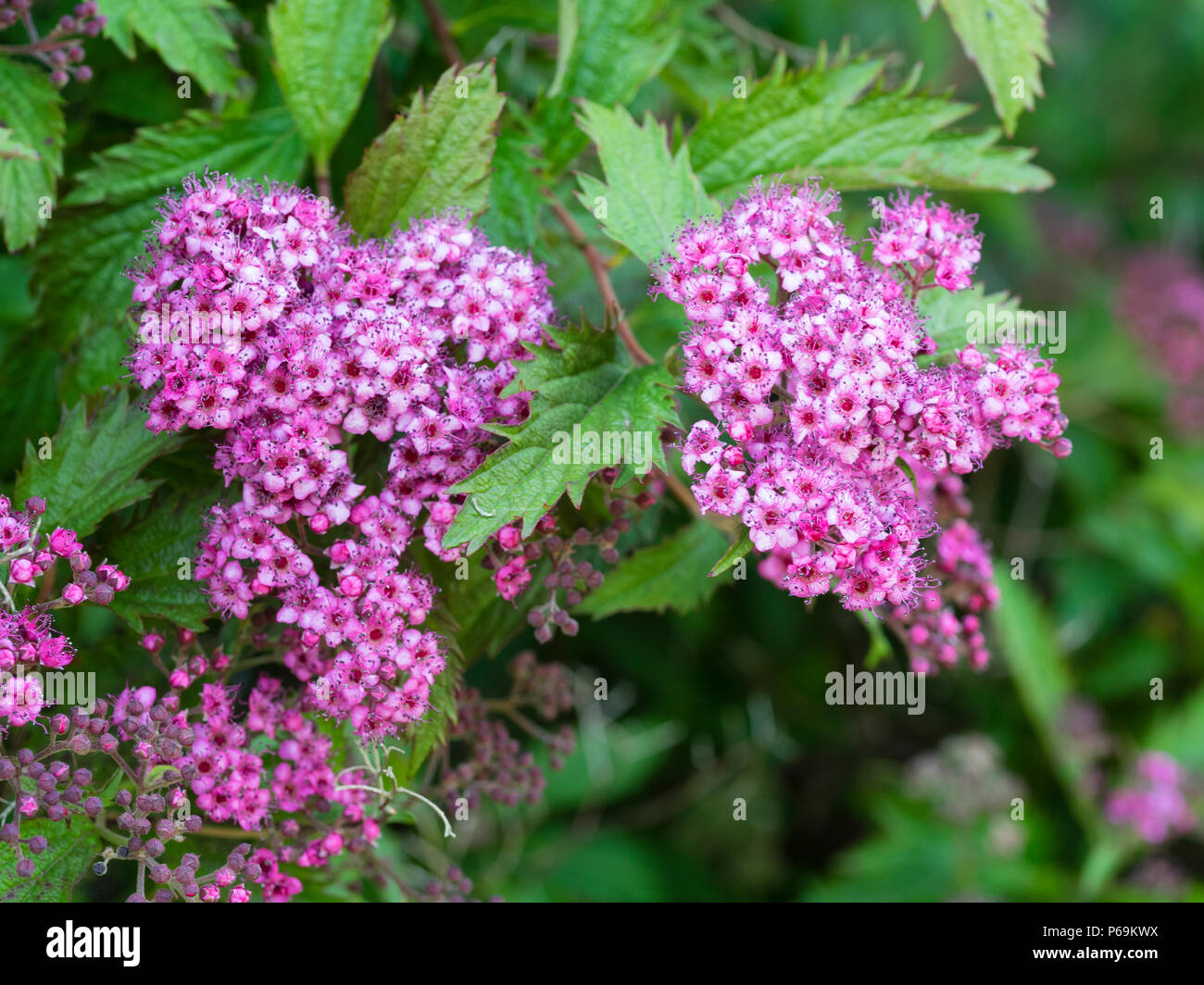 Petit Rouge Fleurs Roses En Grappes De La Debse Hardy