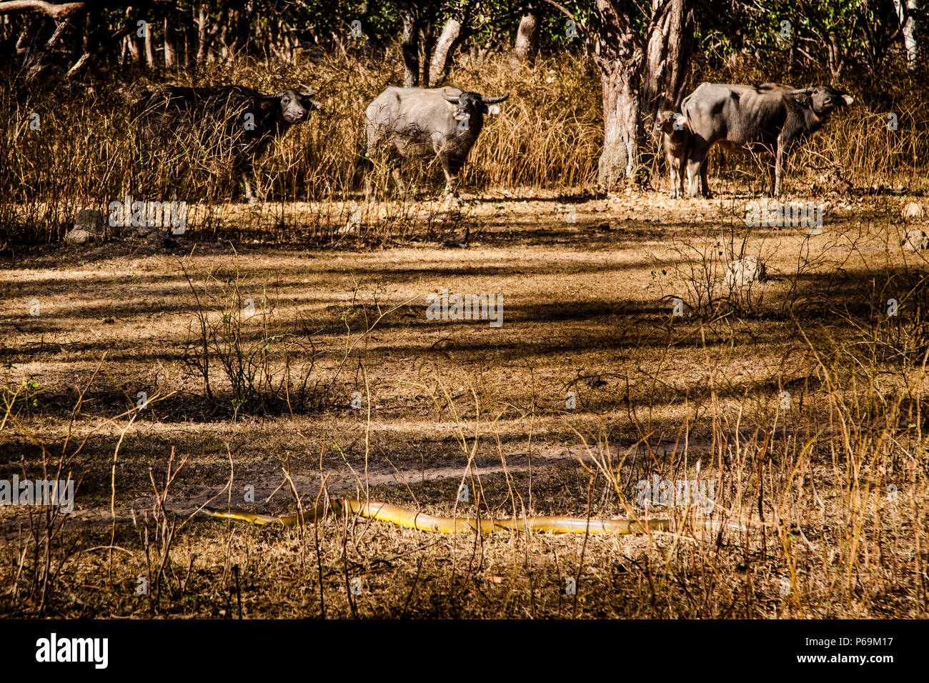 Faune du nord de l'Australie. Un python d'olive glisse à travers l'herbe devant les buffles. Ces serpents sont non toxiques et peuvent croître jusqu'à quatre mètres de long Banque D'Images