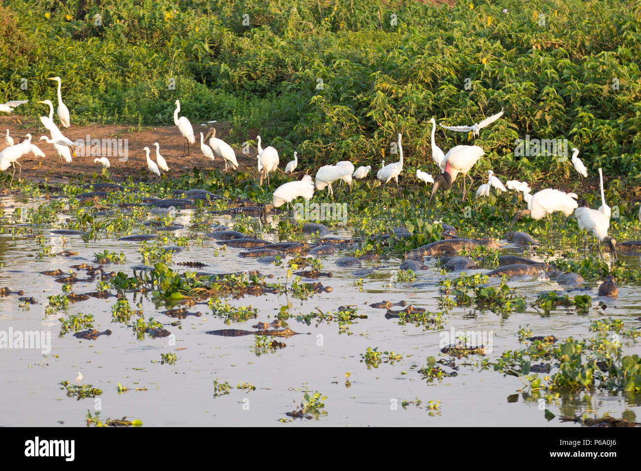 Beaux paysages du Pantanal, l'Amérique du Sud, Brésil. La nature et la faune le long de la route Transpantaneira célèbre. Banque D'Images