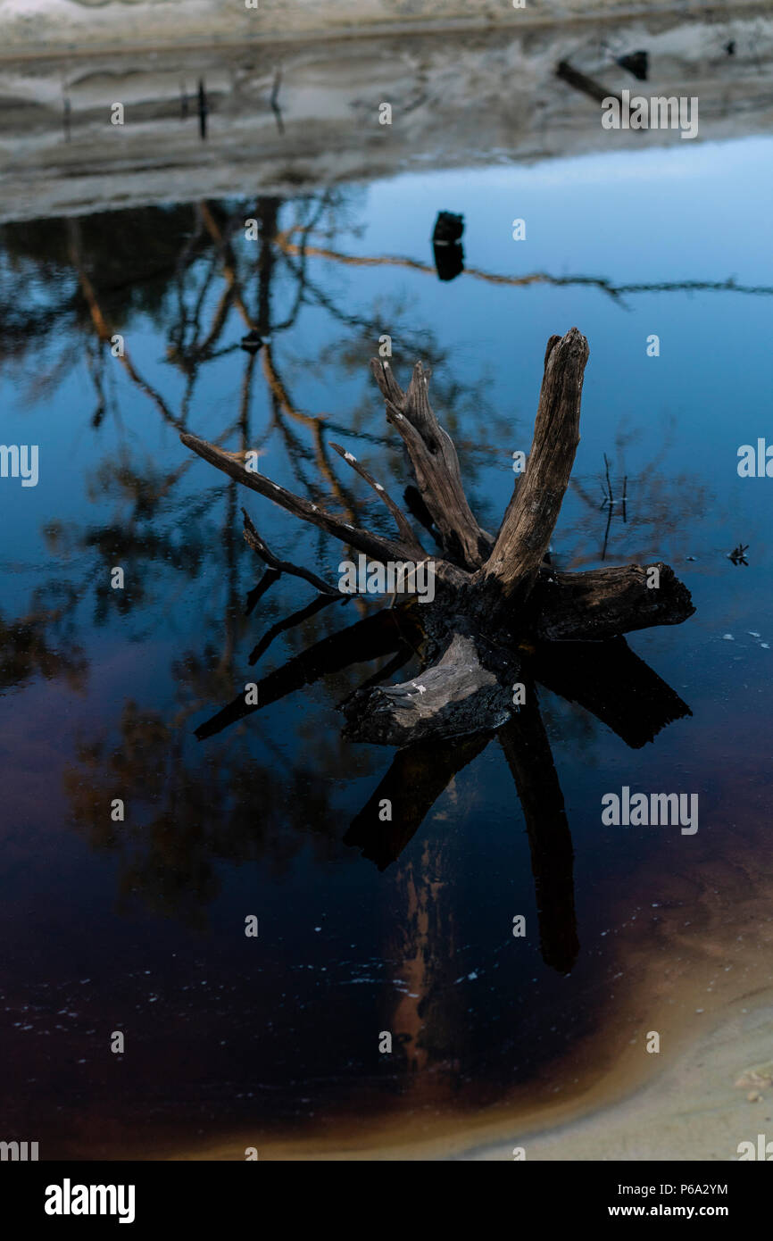 Driftwood dans le lac de l'arbre de thé Banque D'Images