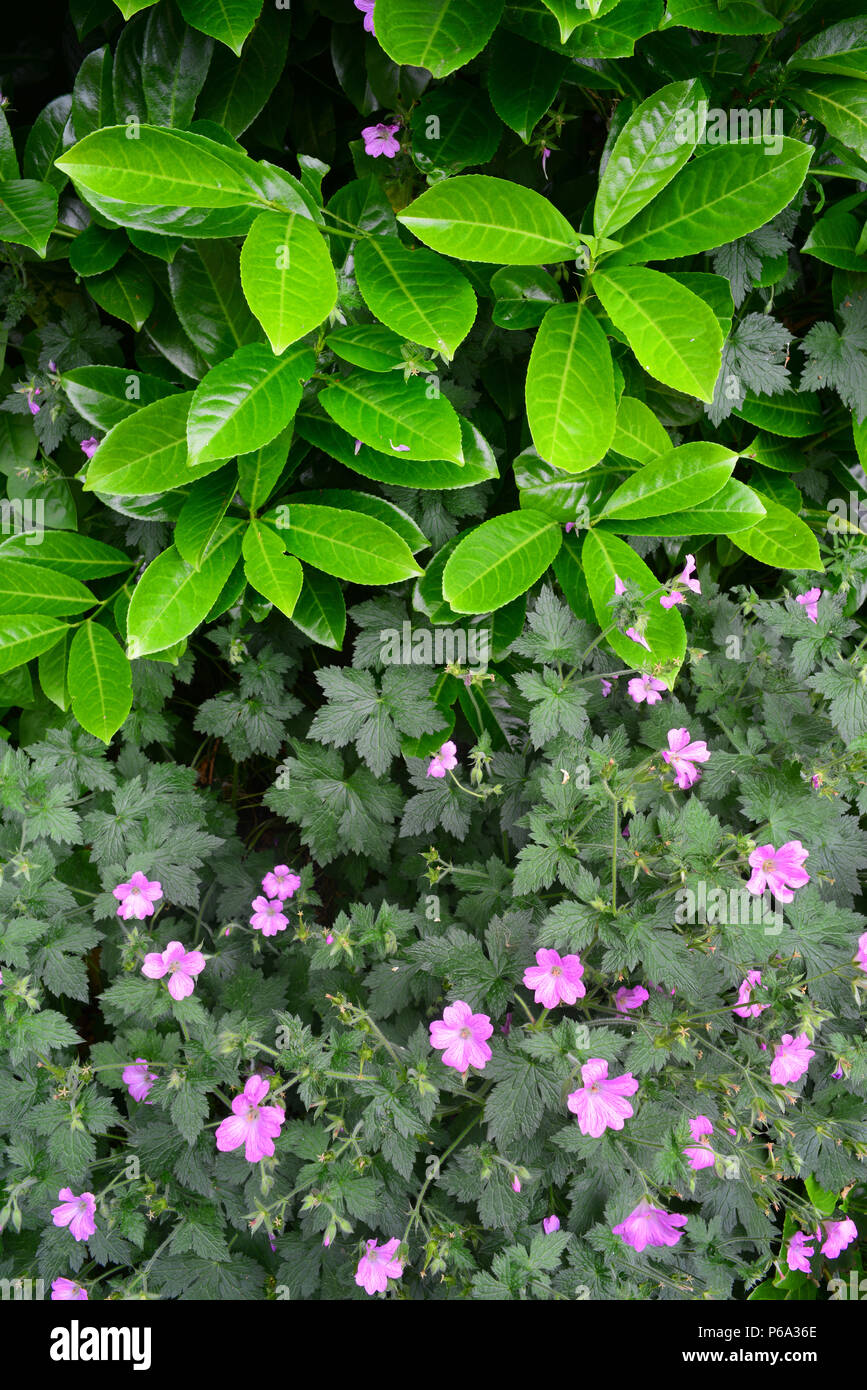 Laurel arbres et fleurs dans jardin ellerton yorkshire royaume uni Banque D'Images