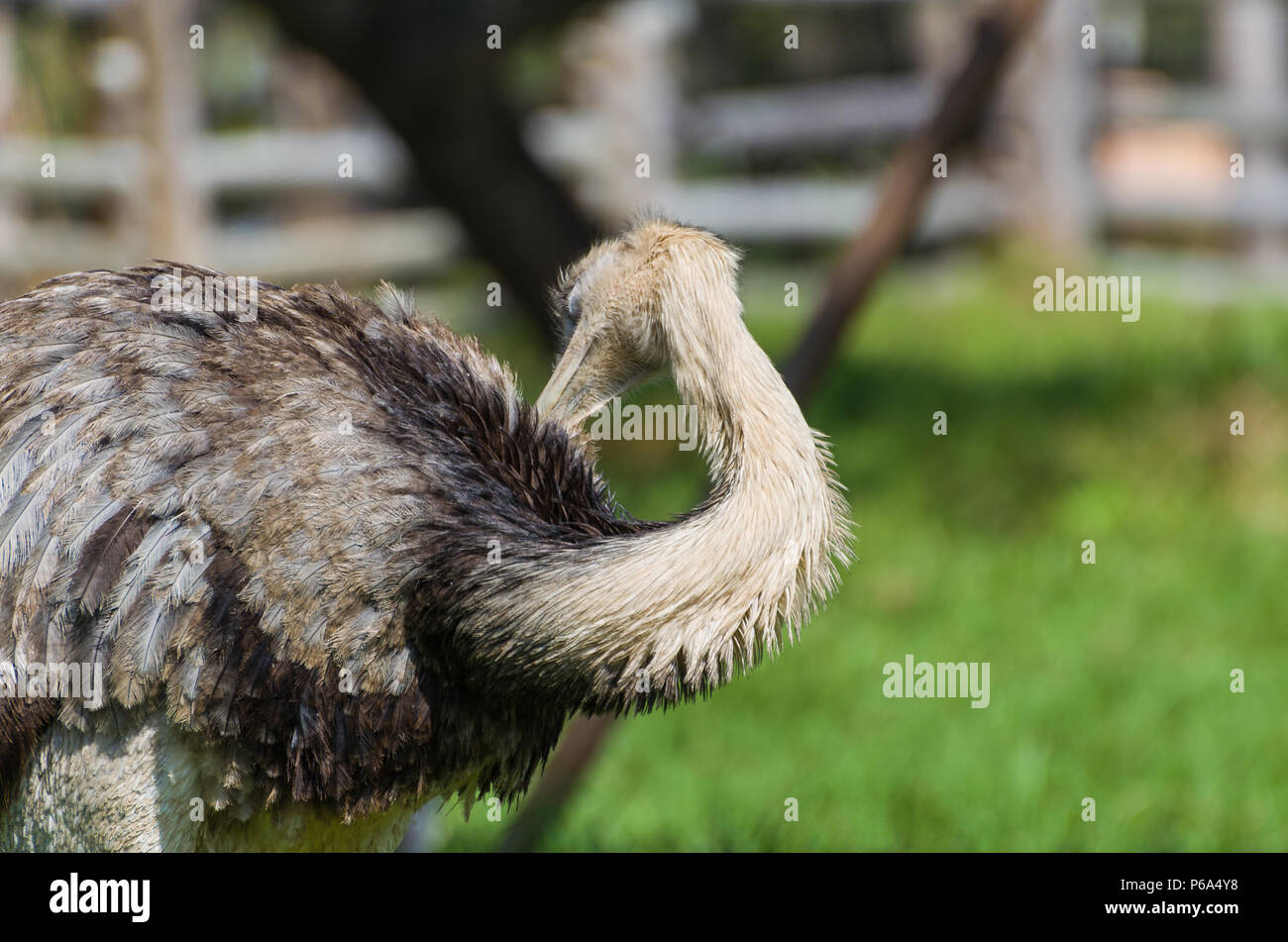 Belle Ema ou Nandou (Rhea americana) dans le brésilien zone humide. Banque D'Images