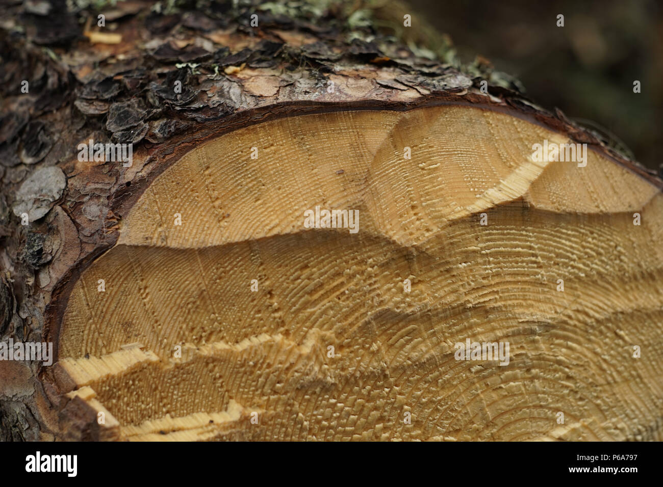 Close up of pine tree log avec marques de hachage une hache Banque D'Images