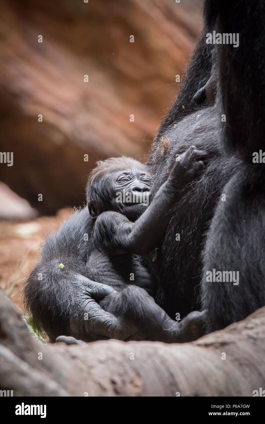 A 2 semaine Vieux gorille de plaine de l'Ouest nommé charlie au Zoo de Toronto qui fait partie d'un programme de reproduction en captivité pour cette espèce en voie de disparition Banque D'Images