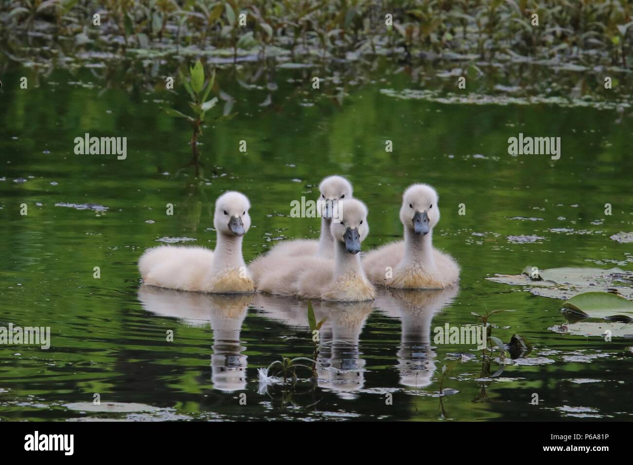 Quatre cygne muet cygnets nageant ensemble sur un lac Banque D'Images