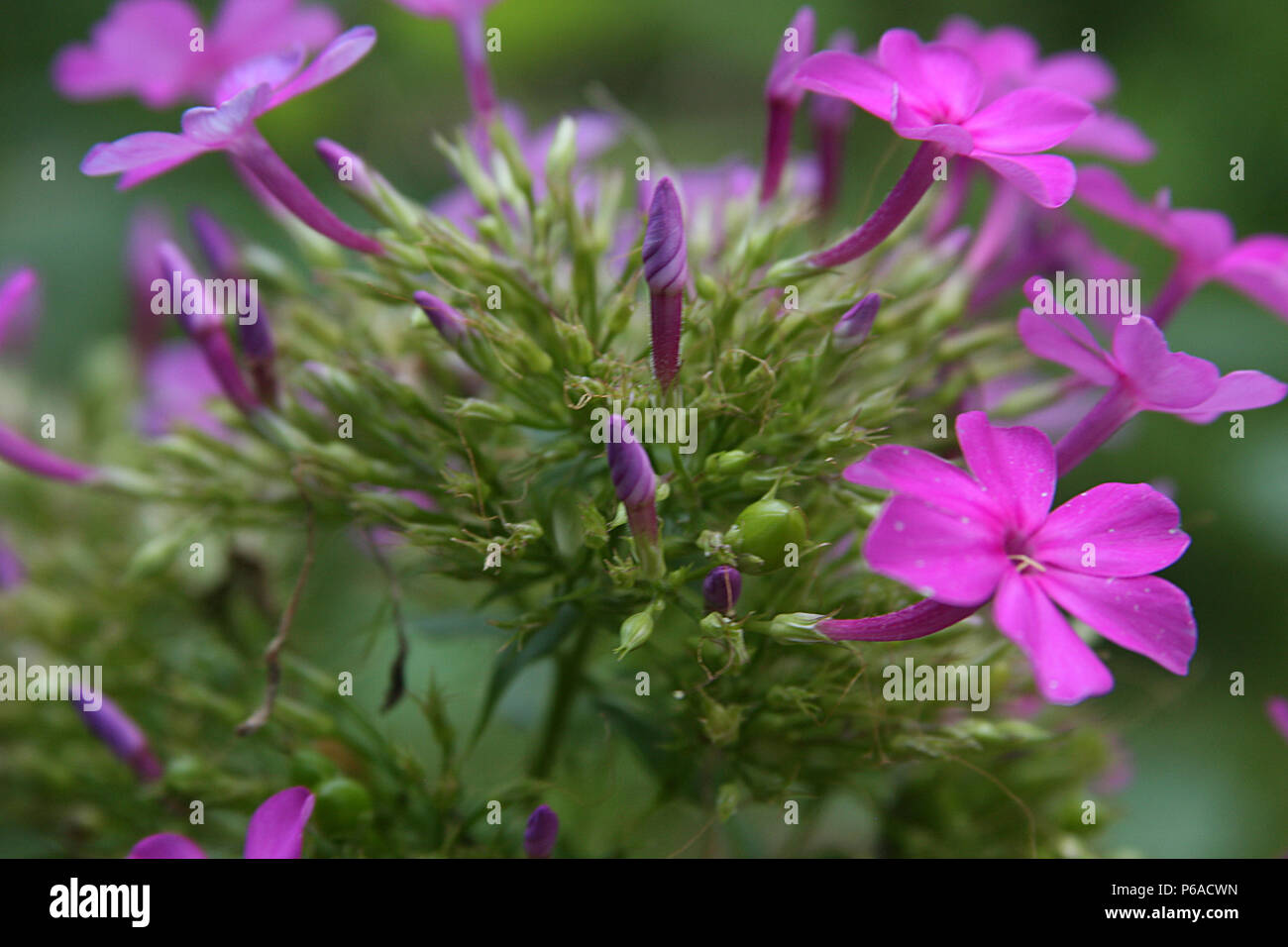 Arbuste Toxique Photos Arbuste Toxique Images Alamy