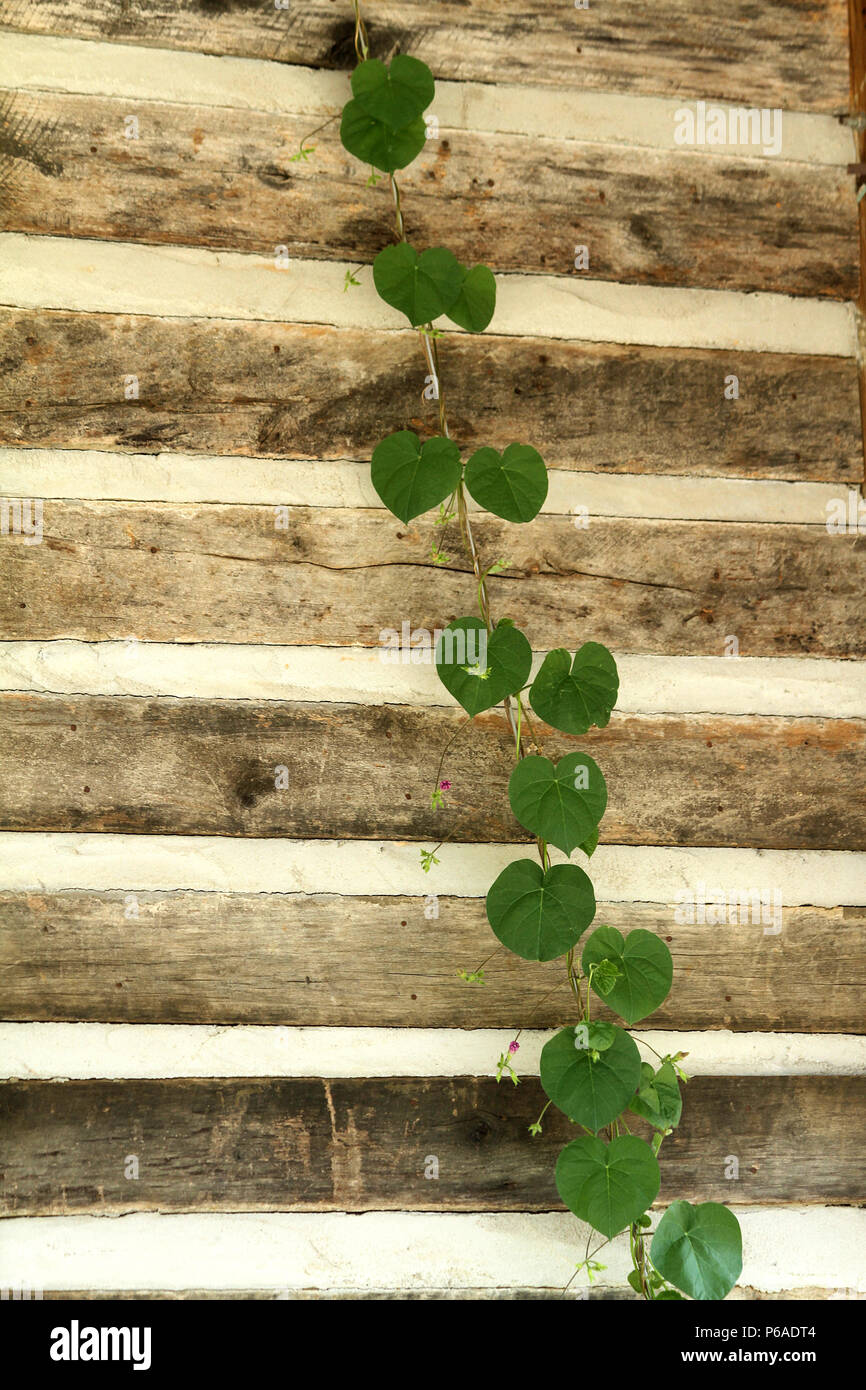 Morning Glory plante rampant le long d'un mur Banque D'Images