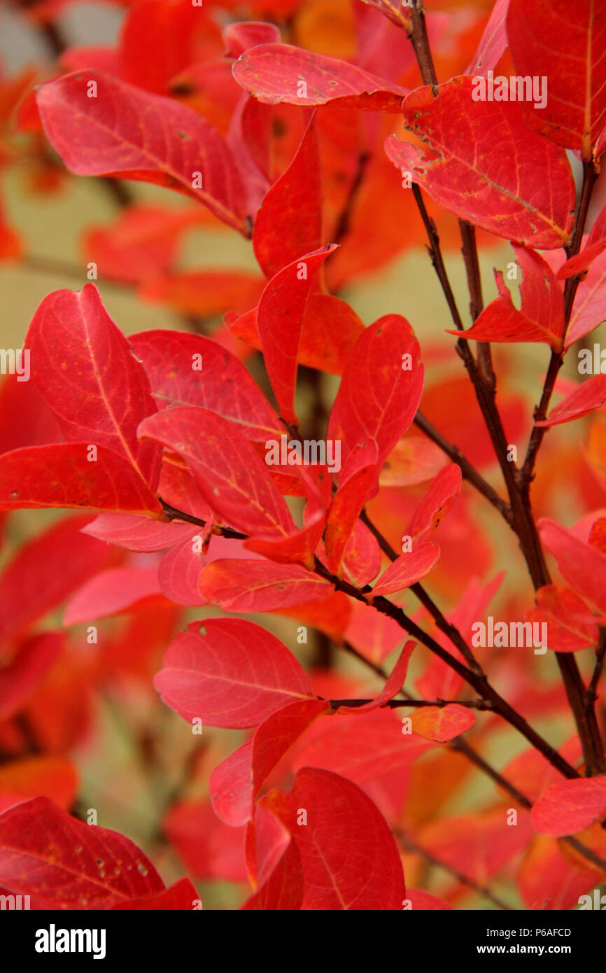 Feuilles rouges d'arbustes de myrte de colza en automne Banque D'Images