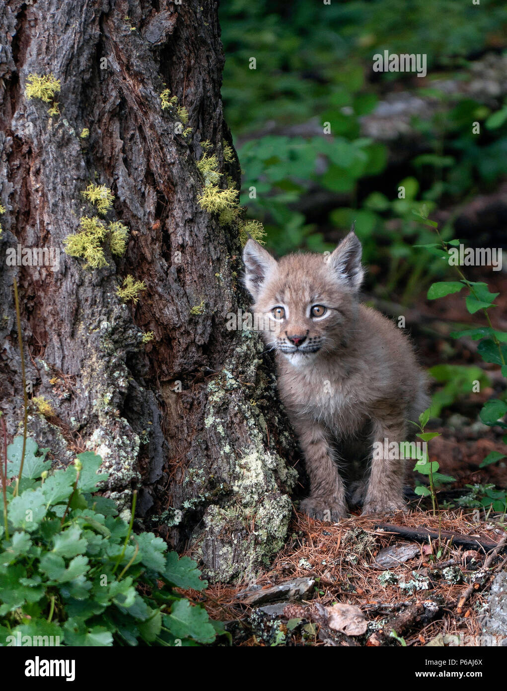 Bébé curieux Lynx Banque D'Images