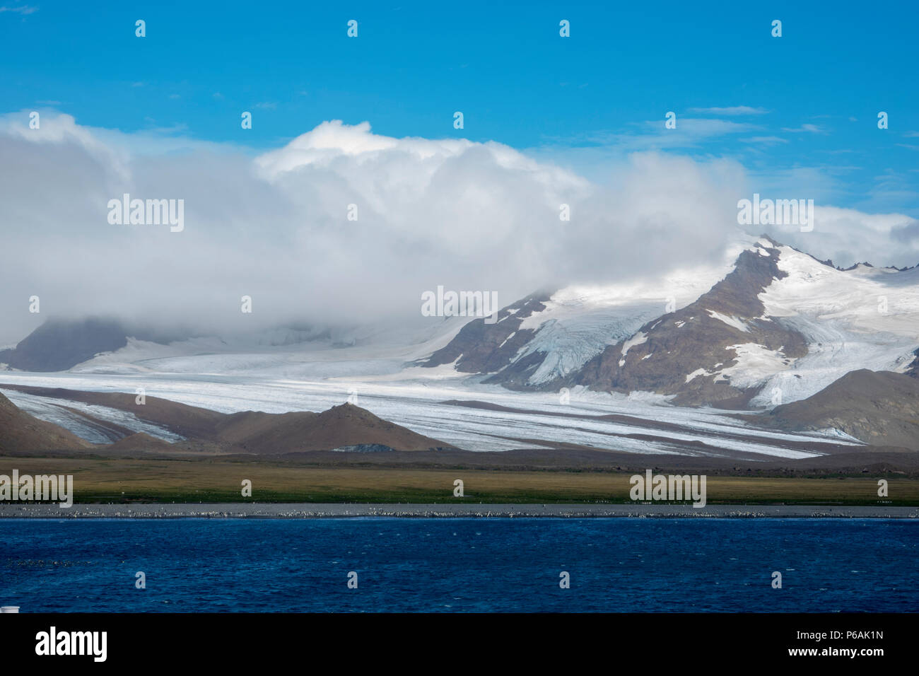 La colonie de pingouins roi bondé à la plaine de Salisbury, South Georgia Island Banque D'Images