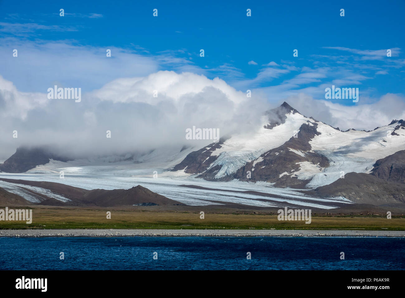 Ensoleillé à la plaine de Salisbury, South Georgia Island Banque D'Images