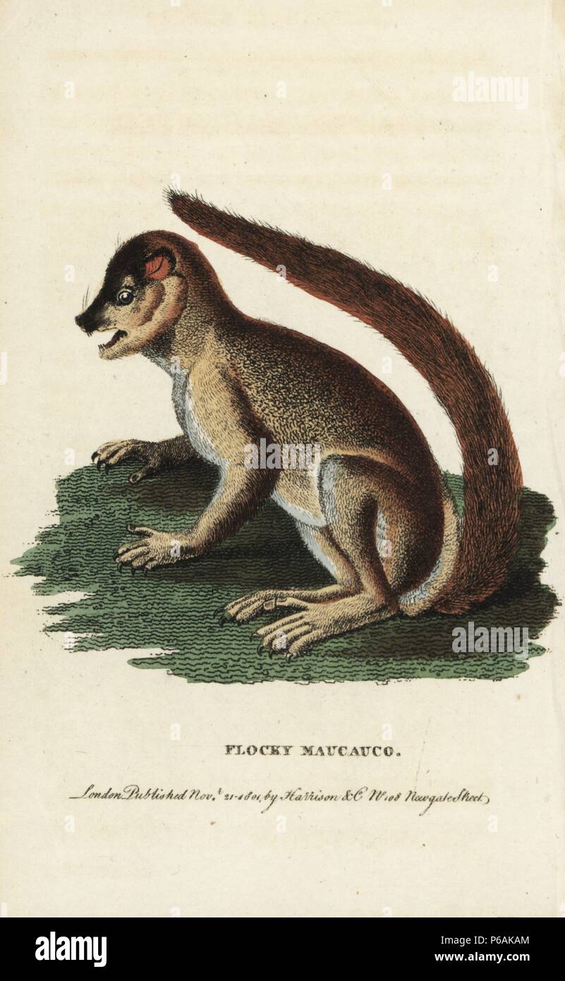 Flocky maucauco ou lémurien laineux ou lémurien indri, laniger. Illustration copiée de Pierre Sonnerat. Coloriée à la gravure sur cuivre à partir de 'Le Naturalist's Pocket Magazine," Harrison, Londres, 1801. Banque D'Images
