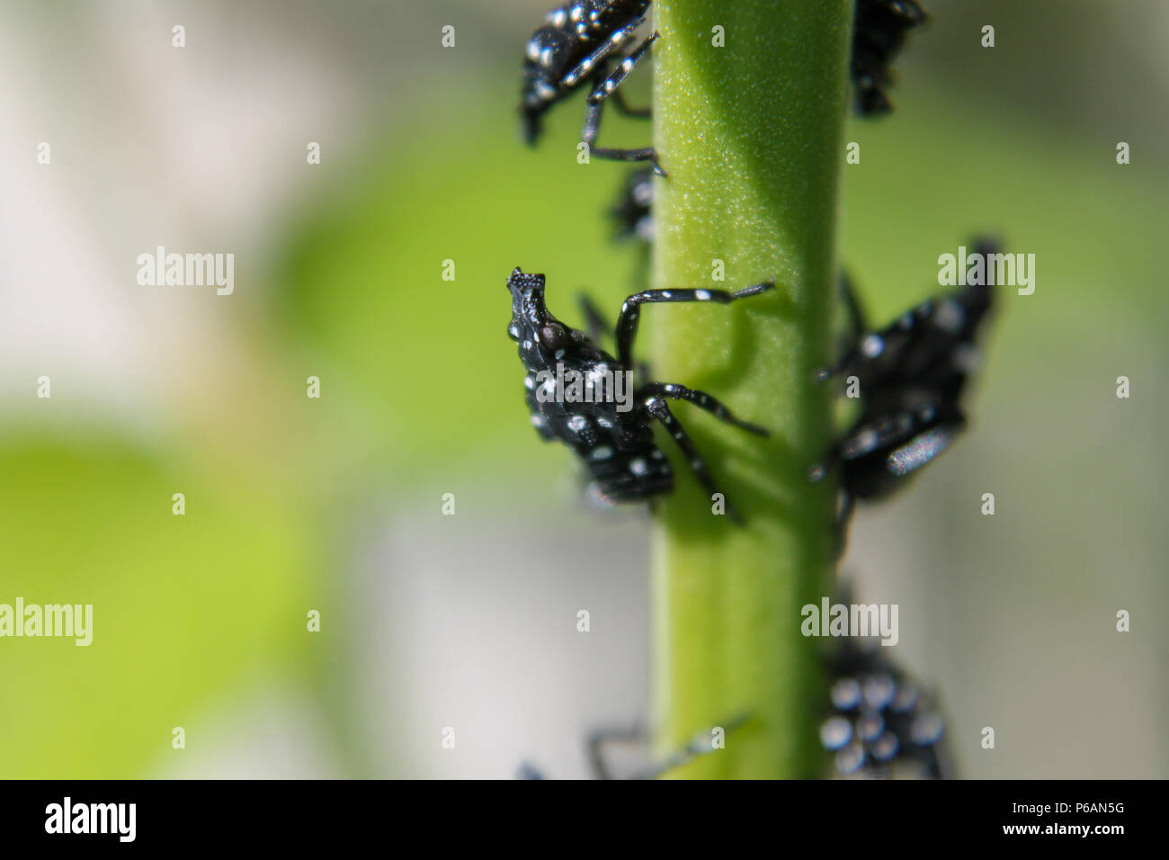 PA:close up d'un Lanternfly Lycorma tacheté (delicatula) nymphe sur un arbre du ciel.. des gaules À ce stade, ils sont noirs avec des taches blanches. Banque D'Images