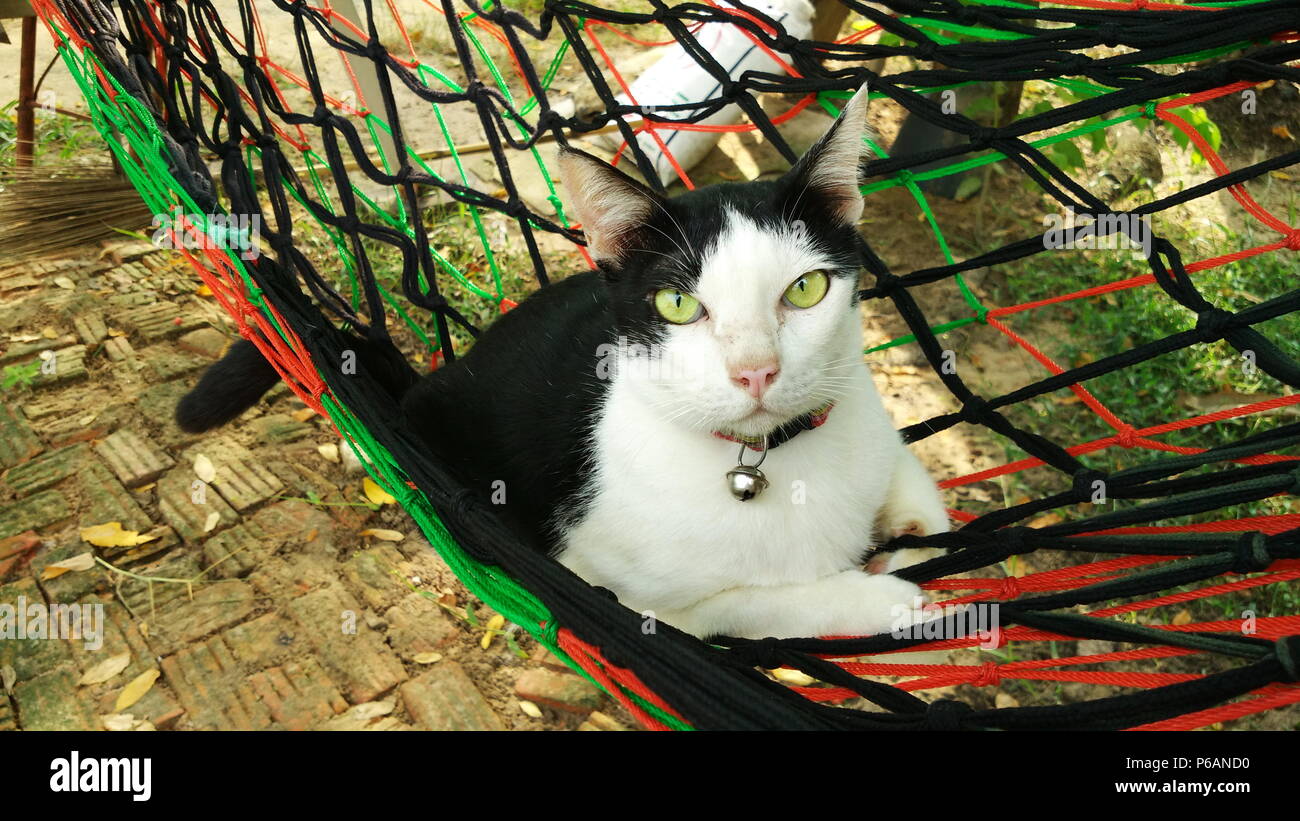 Thai Cat dans beaucoup d'action. Chat Siamois dans le village local avec  hamac Photo Stock - Alamy
