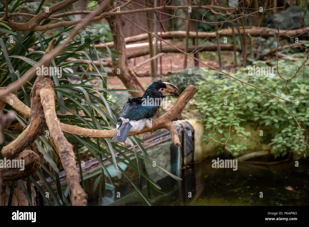 Série de photos représentant différentes espèces d'oiseaux et d'amphibiens dans un articiafial oasis Banque D'Images