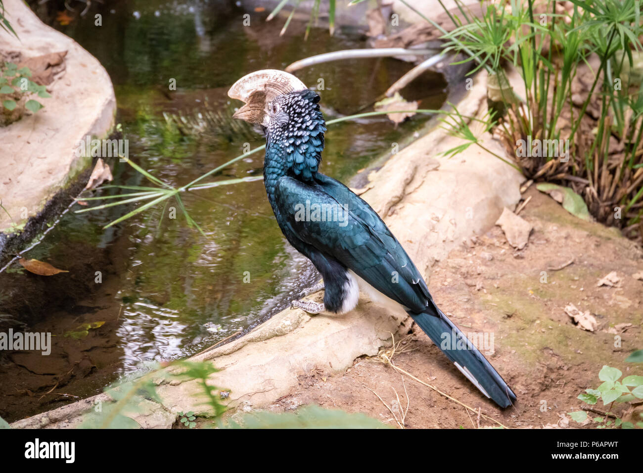 Série de photos représentant différentes espèces d'oiseaux et d'amphibiens dans un articiafial oasis Banque D'Images