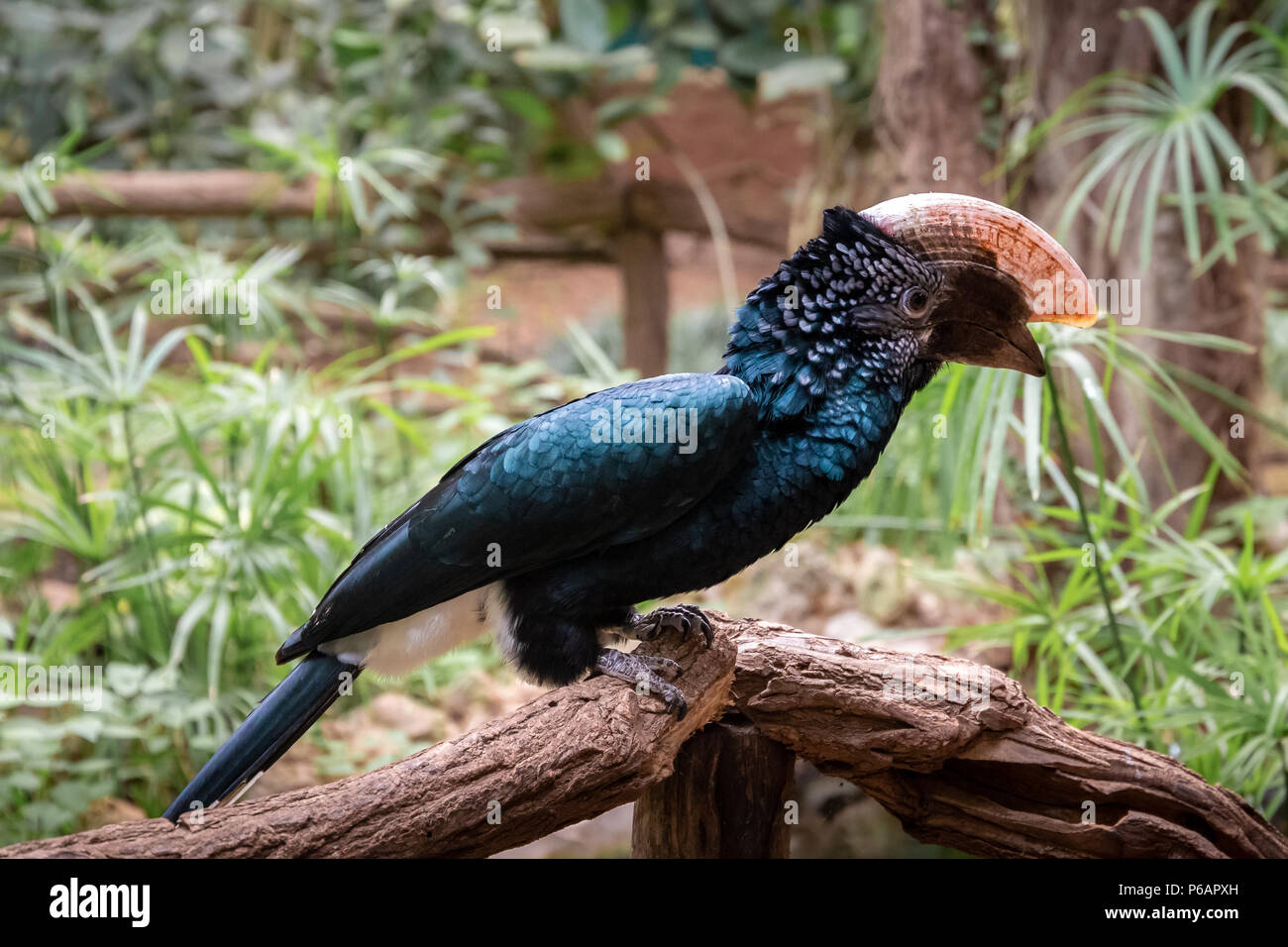 Série de photos représentant différentes espèces d'oiseaux et d'amphibiens dans un articiafial oasis Banque D'Images