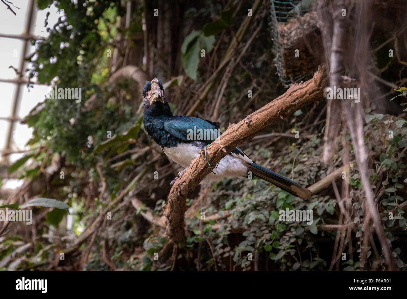 Série de photos représentant différentes espèces d'oiseaux et d'amphibiens dans un articiafial oasis Banque D'Images