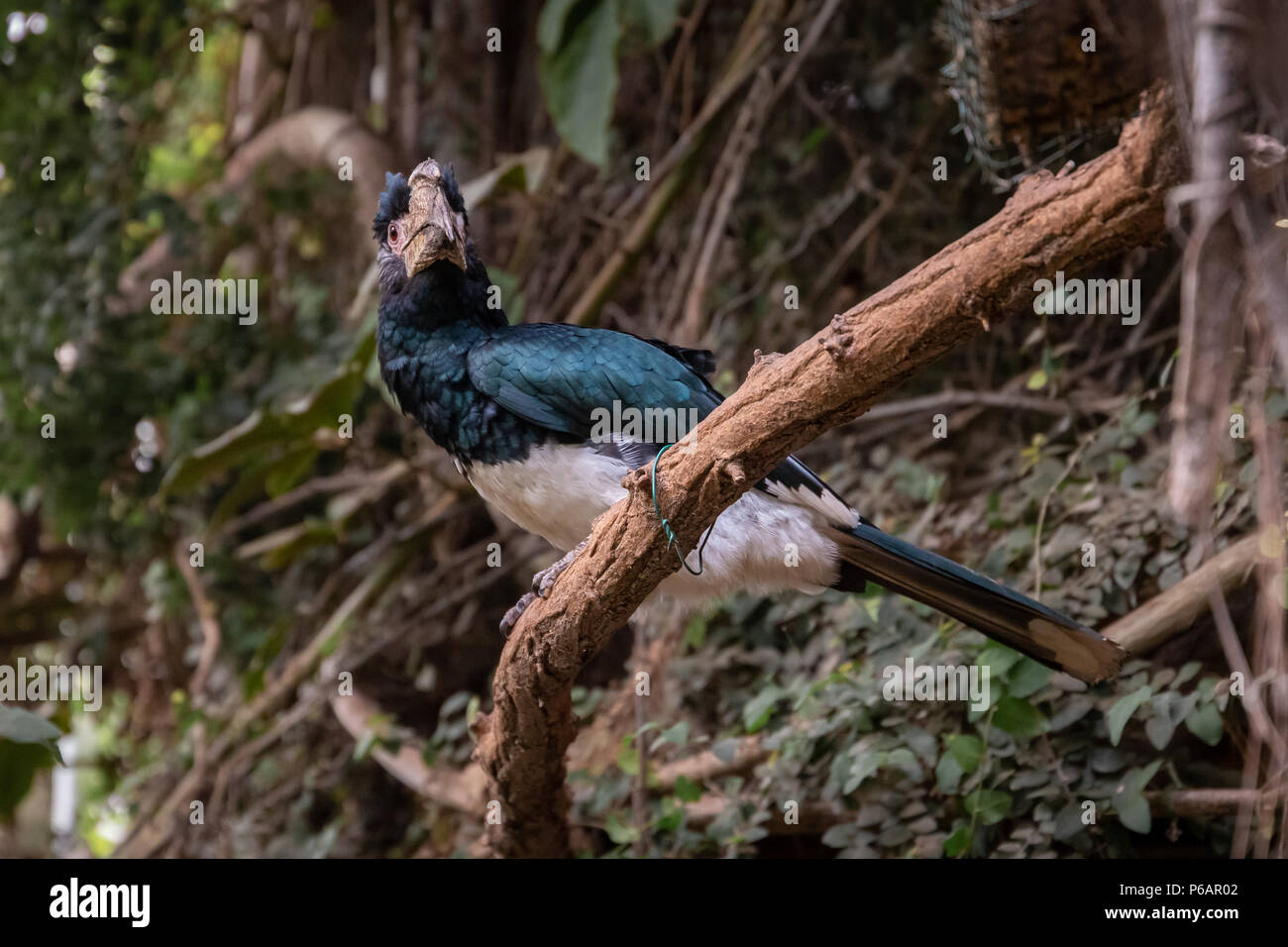 Série de photos représentant différentes espèces d'oiseaux et d'amphibiens dans un articiafial oasis Banque D'Images