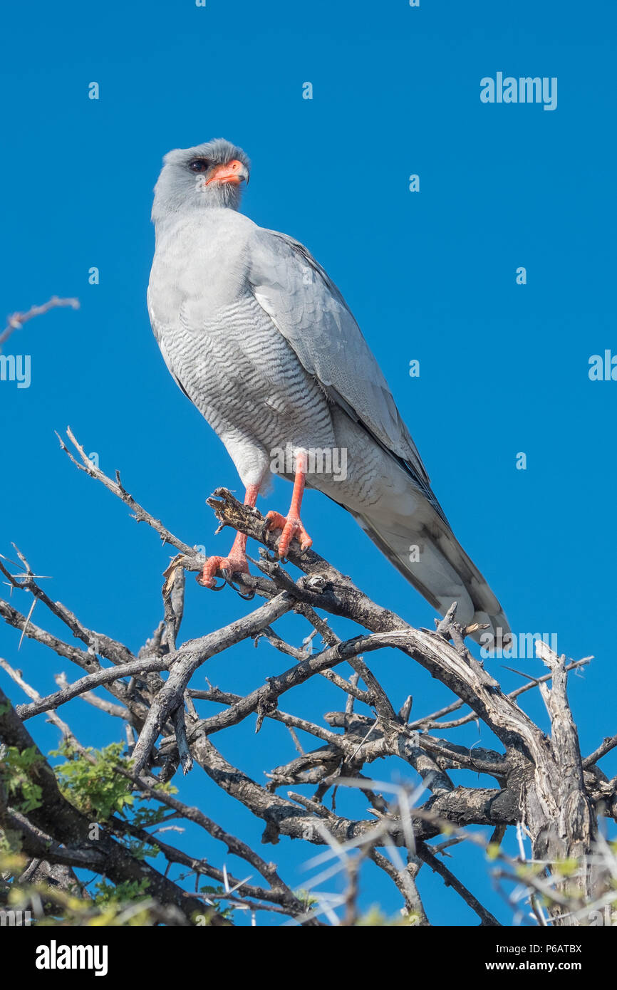 Autour des palombes psalmodiant pâle en haut d'un arbre d'acacia. C'est régime alimentaire se compose de petits mammifères, oiseaux, lézards et gros insectes. Namutoni, Etosha National Park, Na Banque D'Images