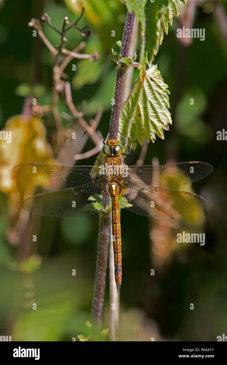 Green-eyed Hawker (Aeshna isoceles) Banque D'Images