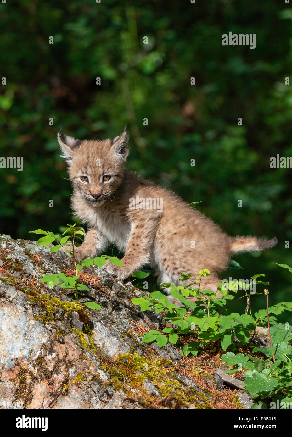 Bebe Lynx Sur Rock Photo Stock Alamy