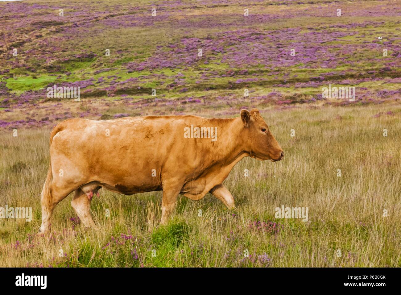 L'Angleterre, Devon, Dartmoor, vache dans le champ Banque D'Images